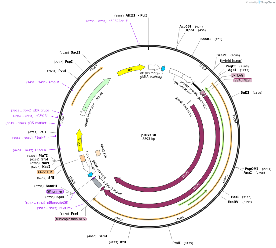 100898-plasmid-map-sequence-id-195326