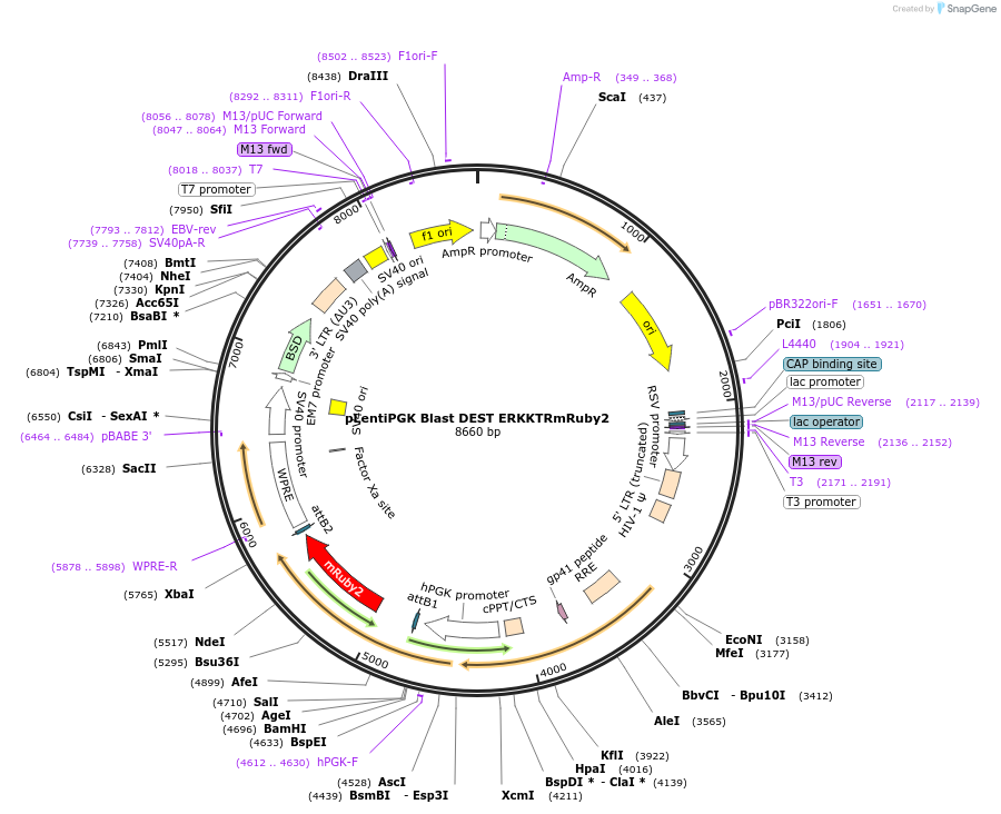 90231-plasmid-map-sequence-id-195334