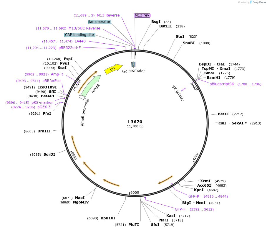 1586-plasmid-map-sequence-id-196
