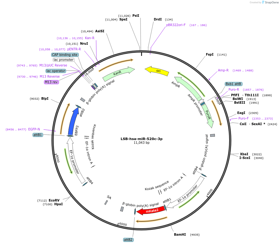 196268_map