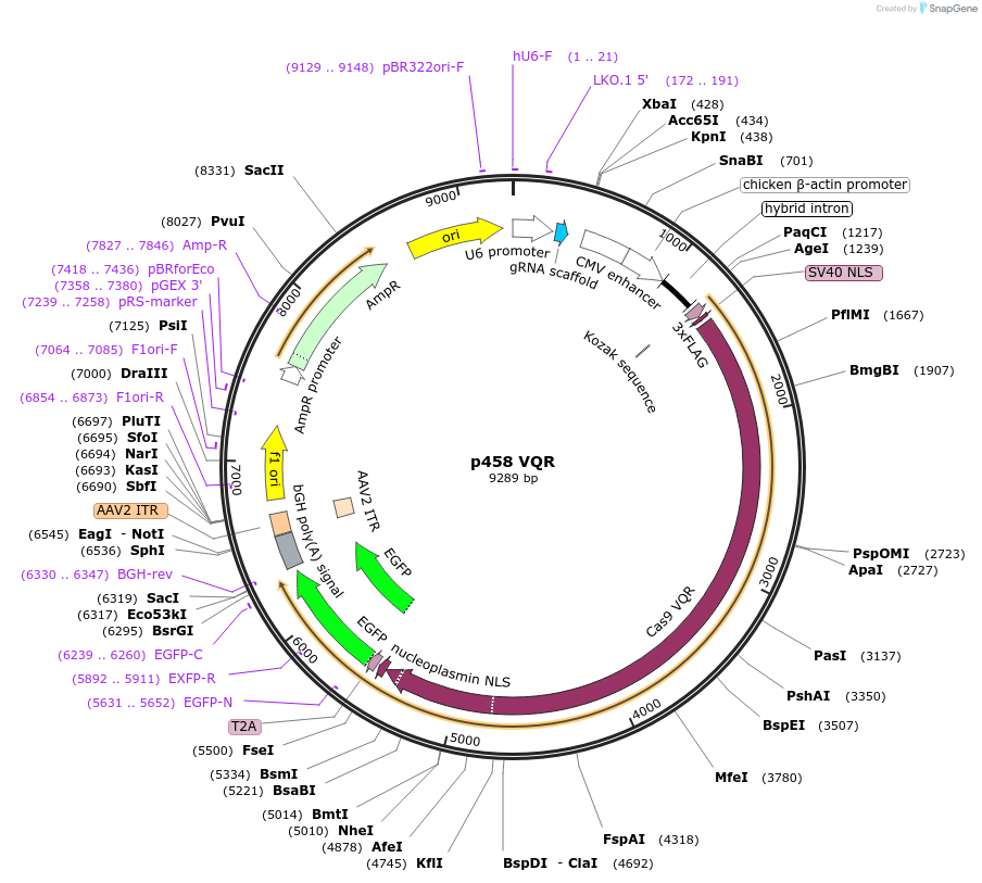 101727-plasmid-map-sequence-id-196594