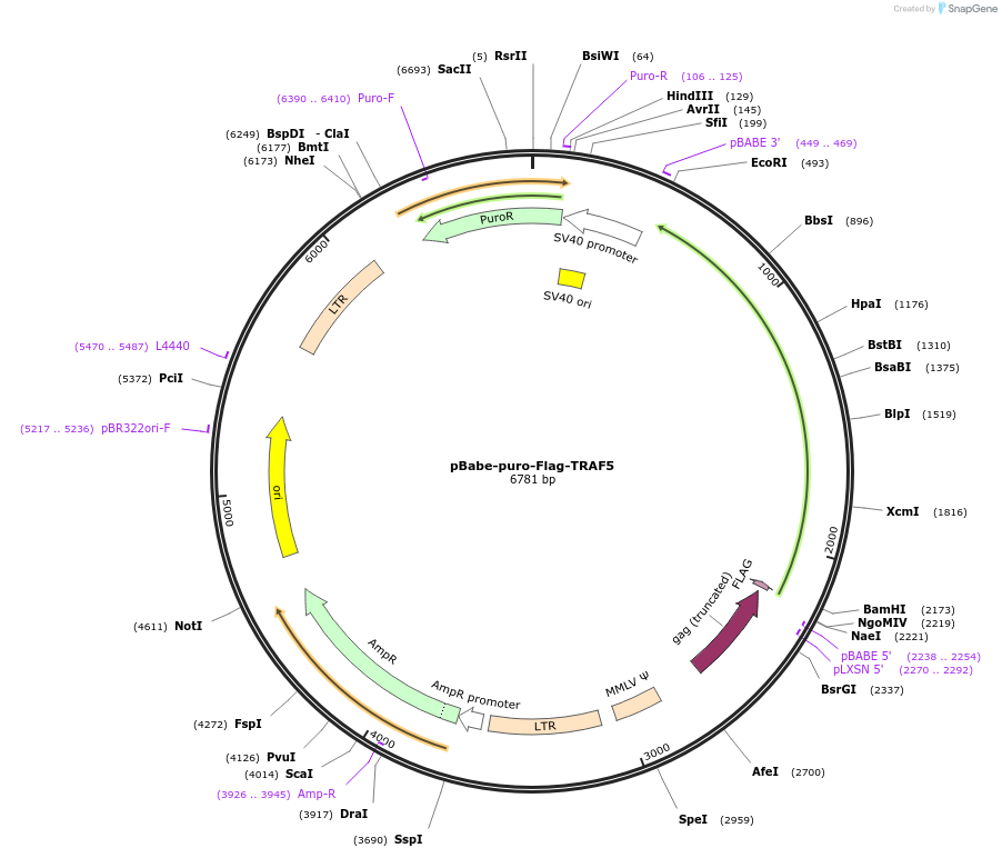 102679-plasmid-map-sequence-id-196602