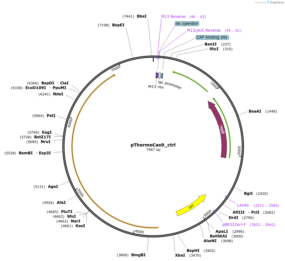 100981-plasmid-map-sequence-id-196605