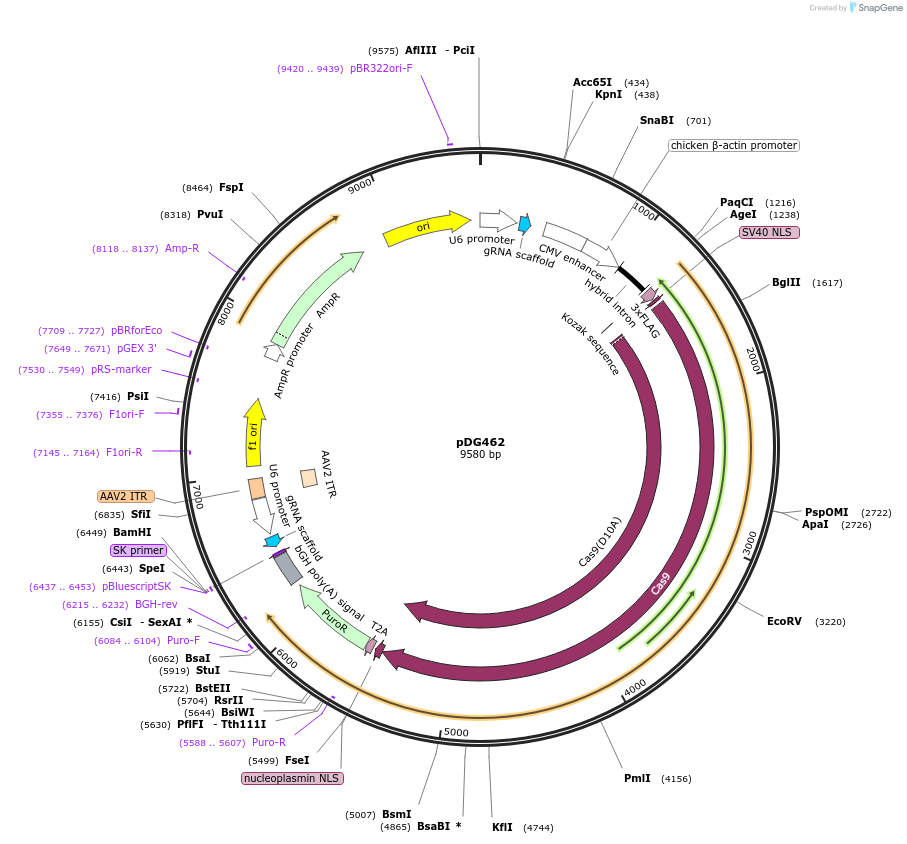 100903-plasmid-map-sequence-id-196607