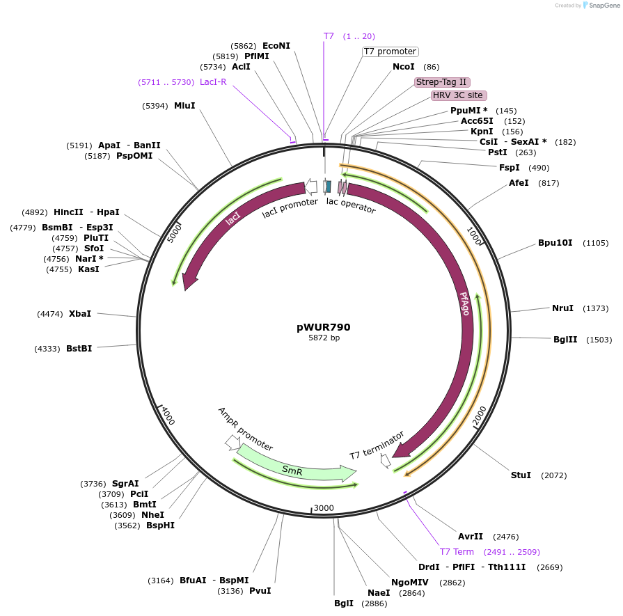 101723-plasmid-map-sequence-id-196614