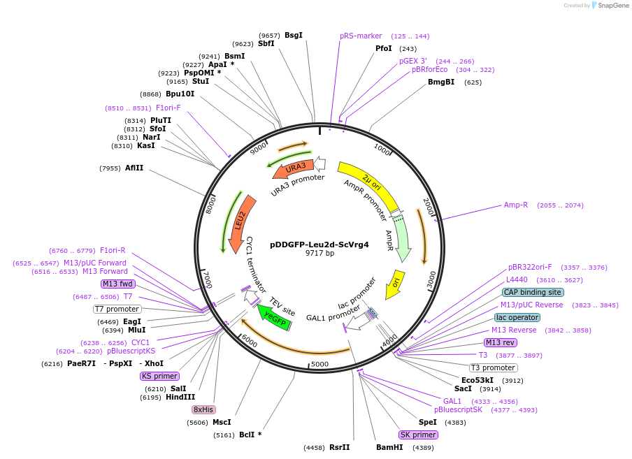 102334-plasmid-map-sequence-id-196619