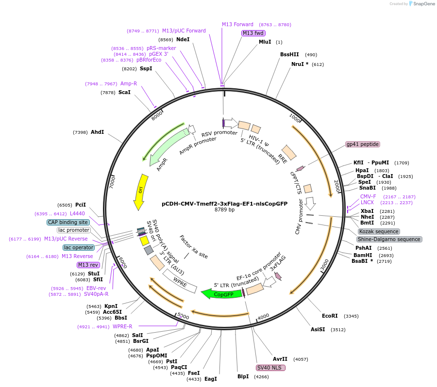 99729-plasmid-map-sequence-id-196621