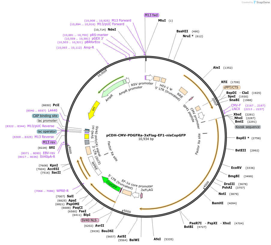 99731-plasmid-map-sequence-id-196628