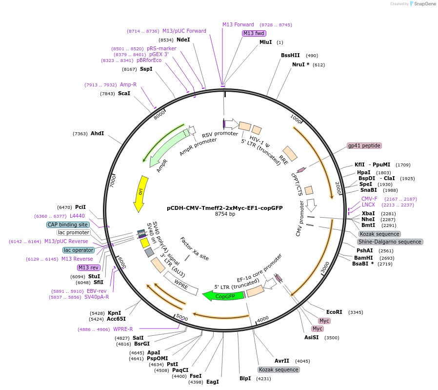 99730-plasmid-map-sequence-id-196629