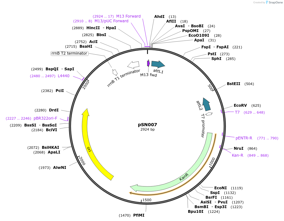 102440-plasmid-map-sequence-id-196647