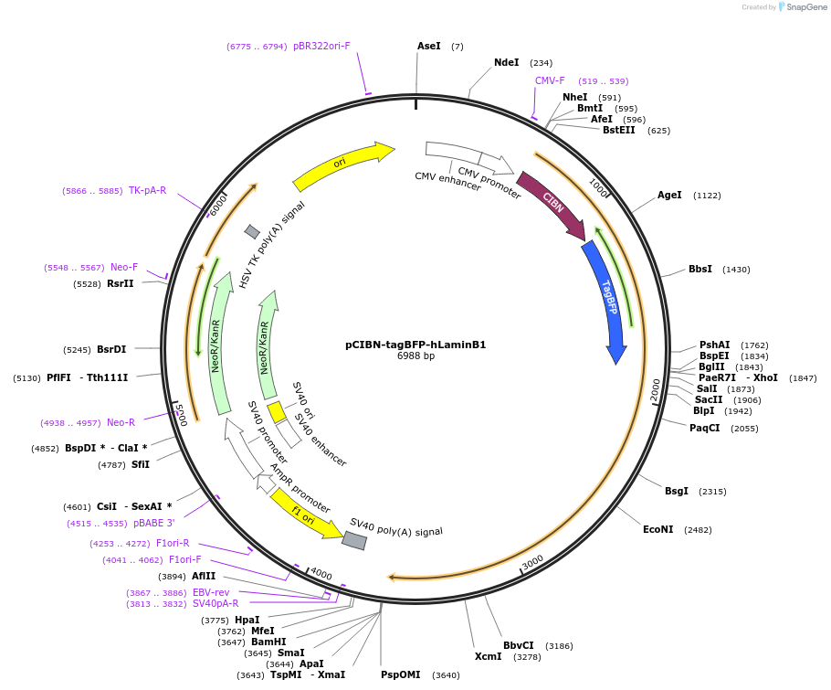 196656_map