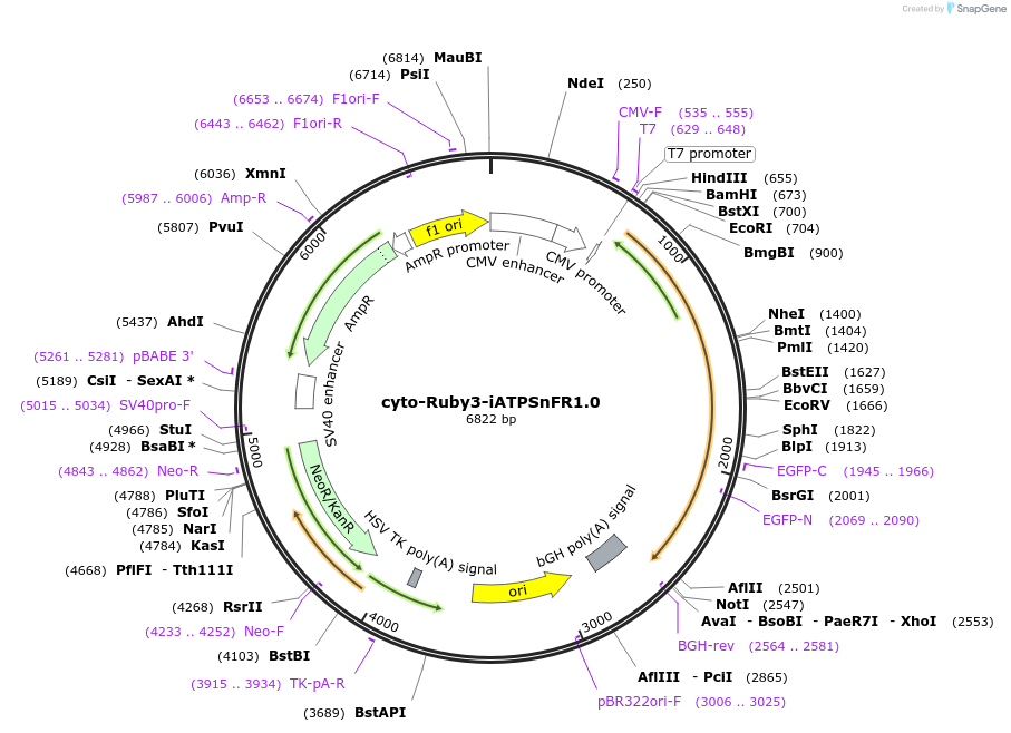 102551-plasmid-map-sequence-id-196777