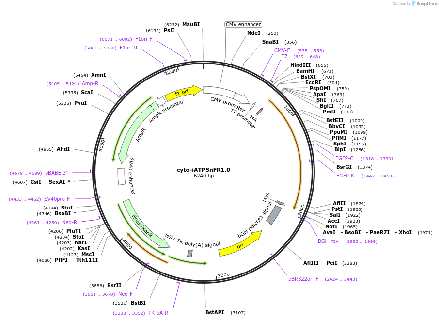 102550-plasmid-map-sequence-id-196778