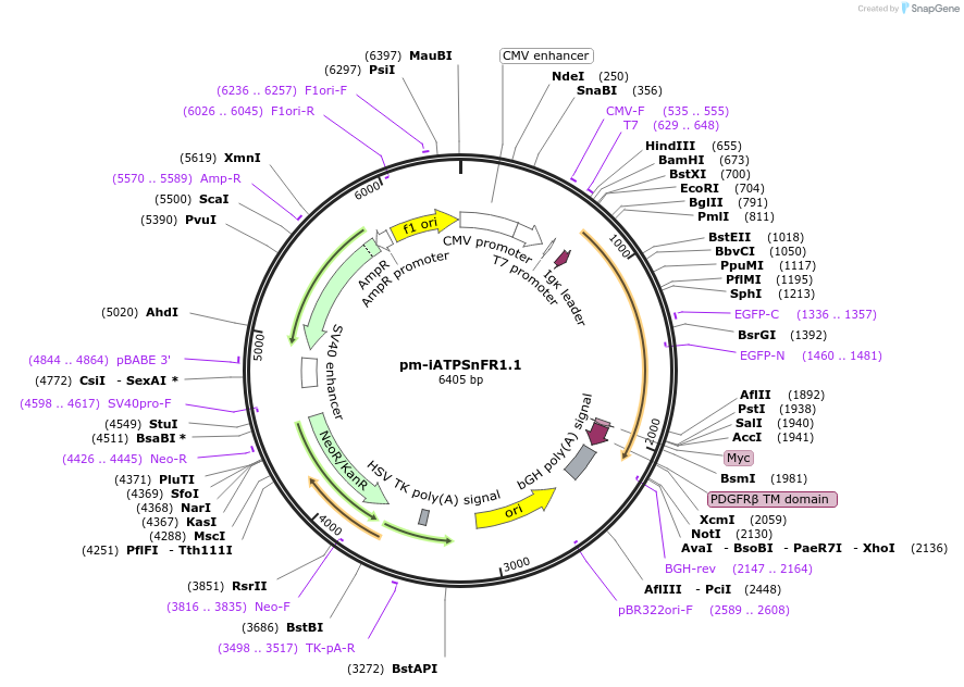 102549-plasmid-map-sequence-id-196779