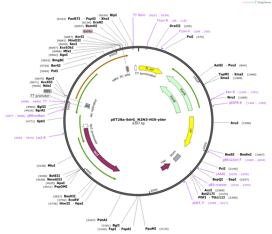 101238-plasmid-map-sequence-id-196780