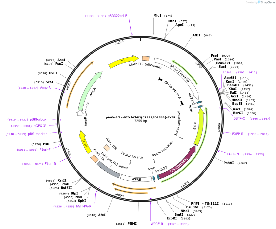 35503-plasmid-map-sequence-id-196782