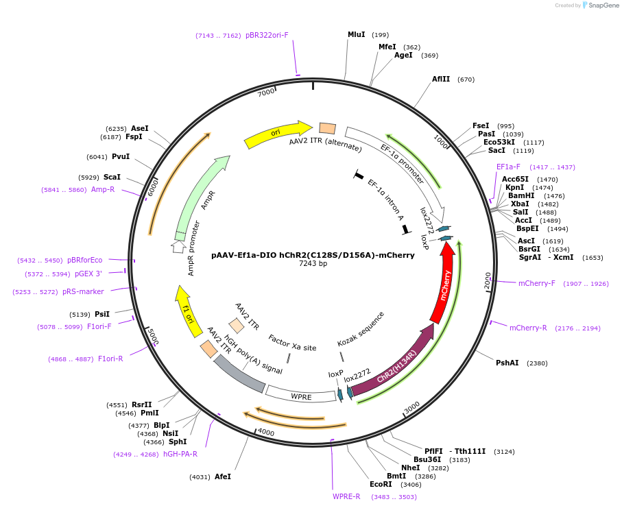 35504-plasmid-map-sequence-id-196786