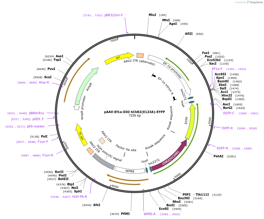 35507-plasmid-map-sequence-id-196788