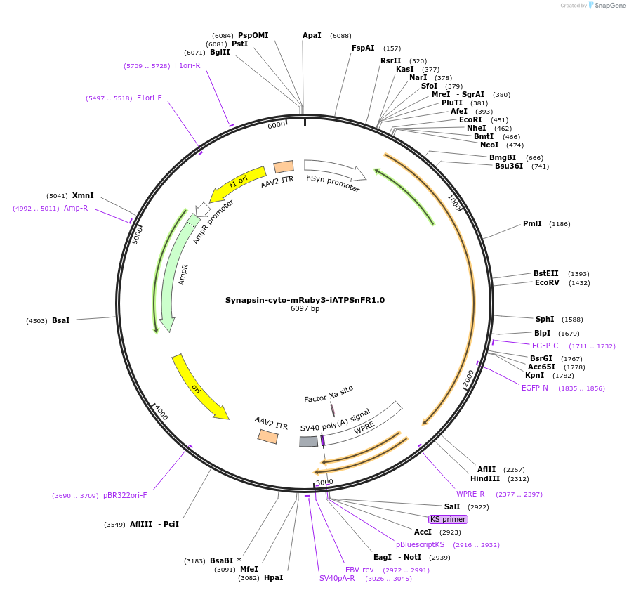 102557-plasmid-map-sequence-id-196794