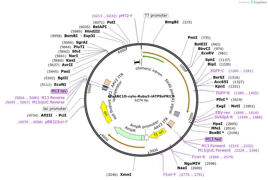 102554-plasmid-map-sequence-id-196797
