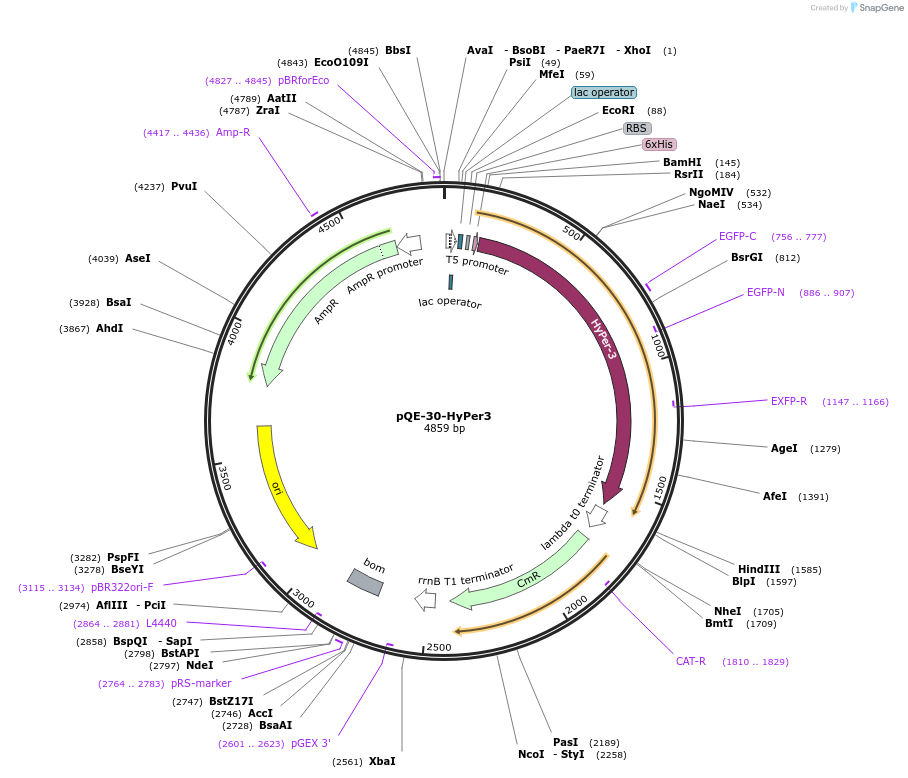 42132-plasmid-map-sequence-id-196837