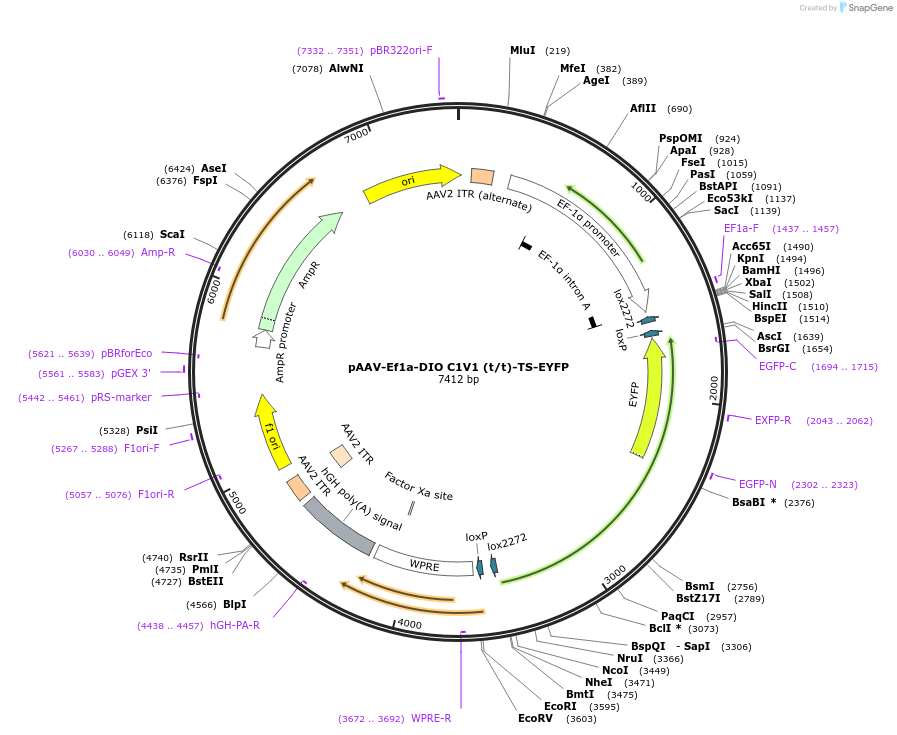 35497-plasmid-map-sequence-id-196845