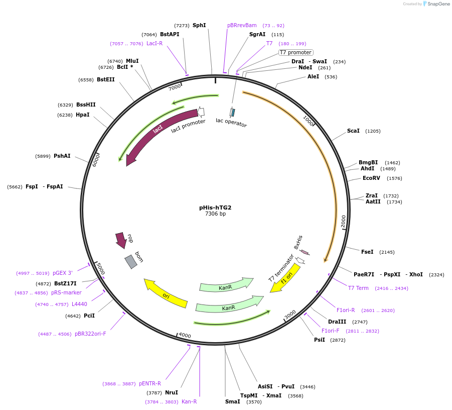 100719-plasmid-map-sequence-id-196853