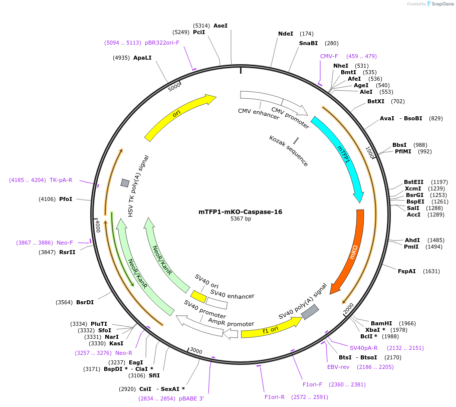 58168-plasmid-map-sequence-id-196866