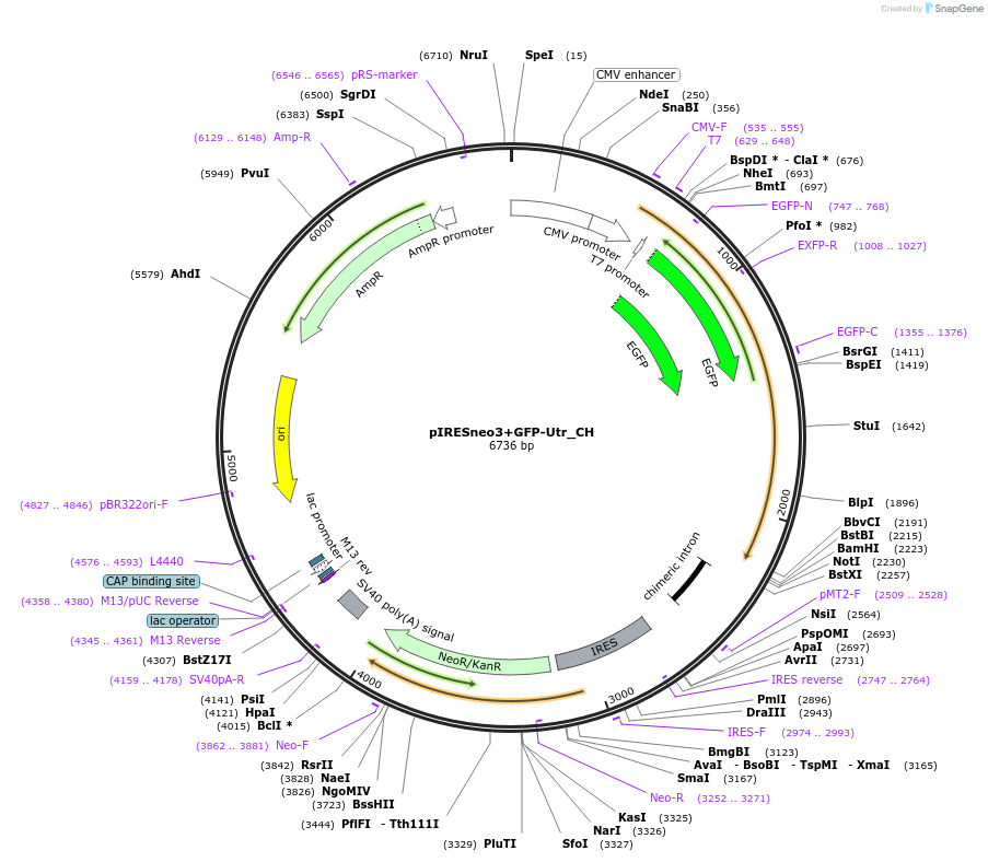 64359-plasmid-map-sequence-id-196881