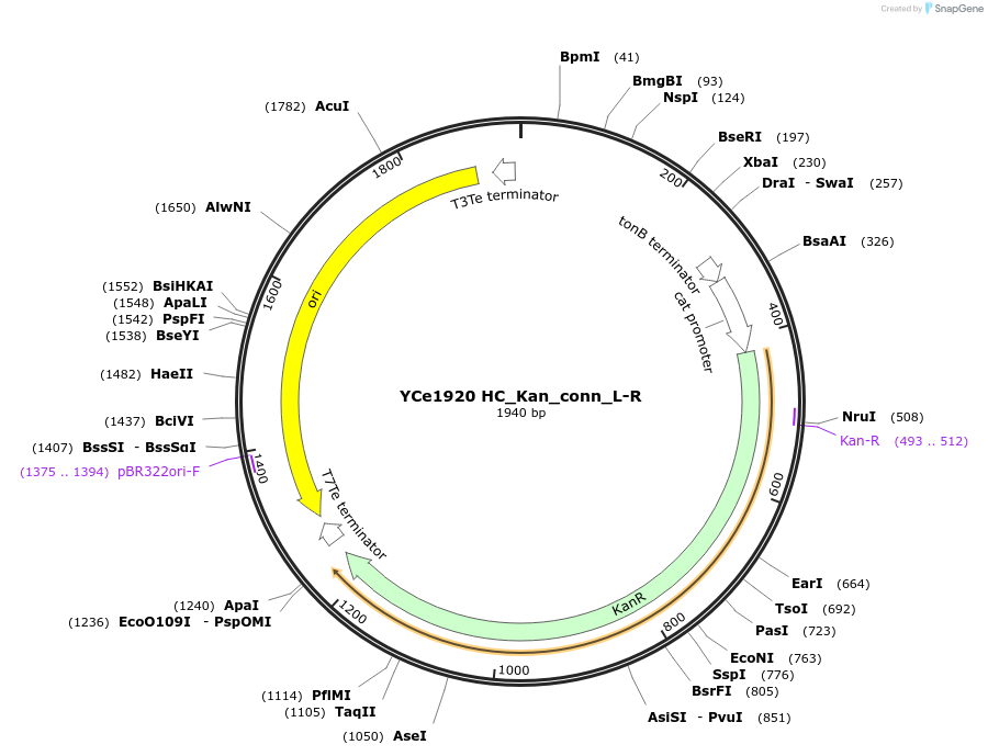 100654-plasmid-map-sequence-id-196910