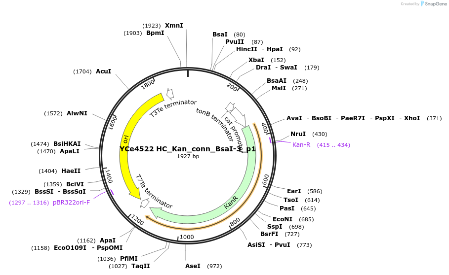 100670-plasmid-map-sequence-id-196912