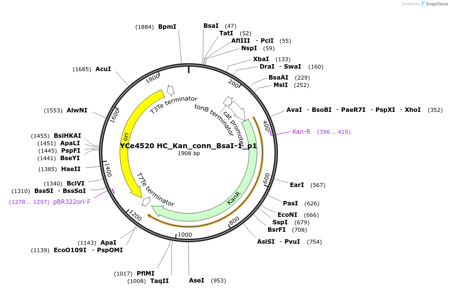 100668-plasmid-map-sequence-id-196914