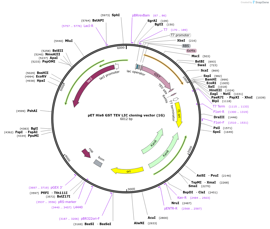 29655-plasmid-map-sequence-id-196920