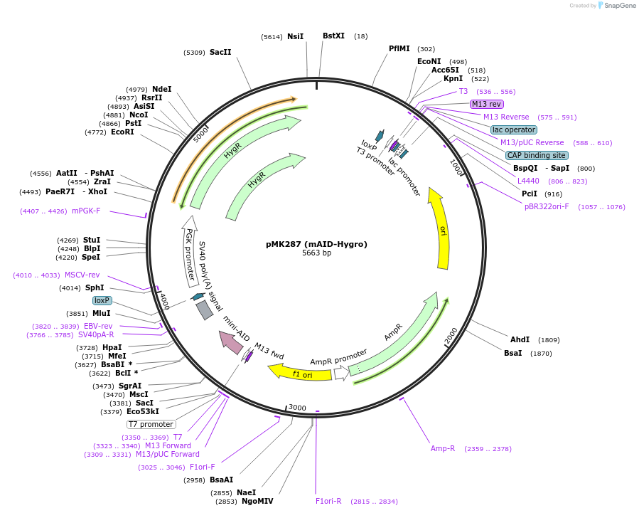 72825-plasmid-map-sequence-id-196921