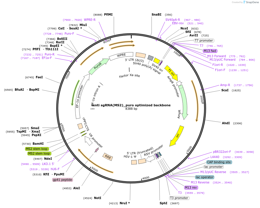 73797-plasmid-map-sequence-id-196924