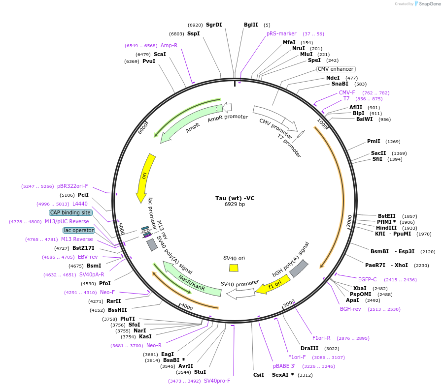 87369-plasmid-map-sequence-id-196951