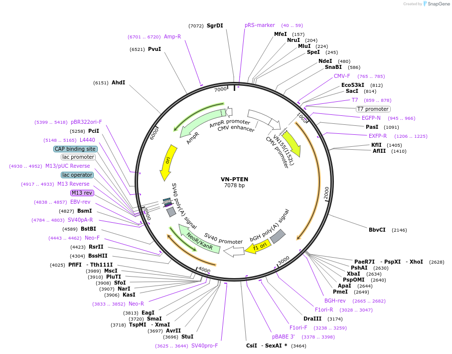 89331-plasmid-map-sequence-id-196953