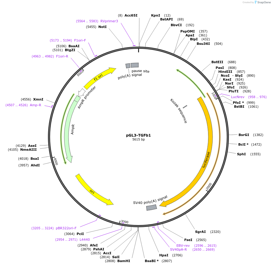 101762-plasmid-map-sequence-id-196956