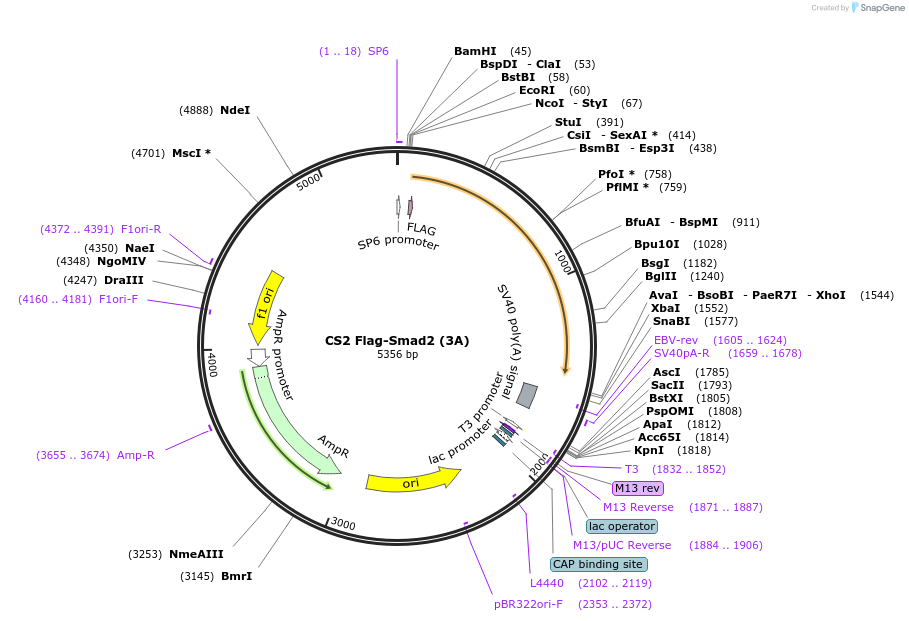 101763-plasmid-map-sequence-id-196957
