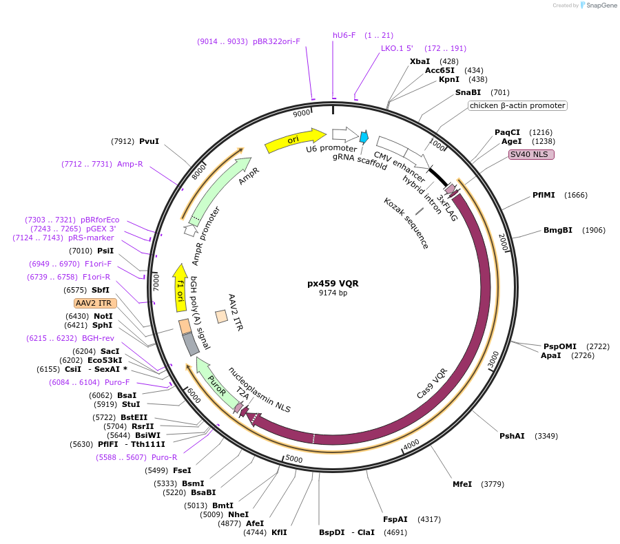 101715-plasmid-map-sequence-id-196971