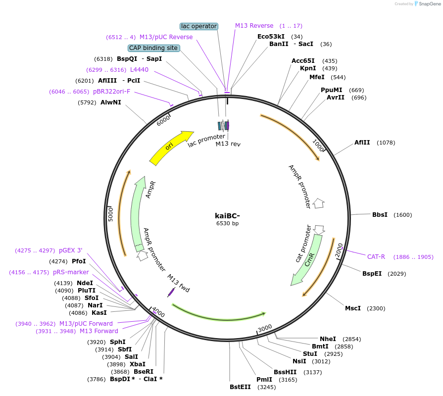 101826-plasmid-map-sequence-id-196980