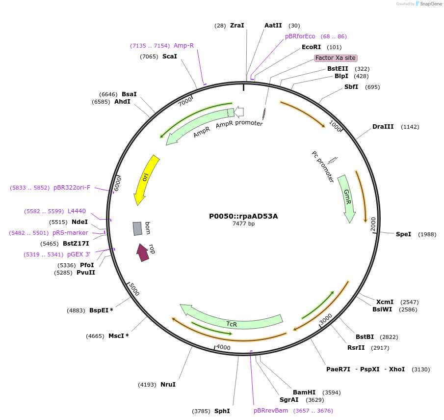 101831-plasmid-map-sequence-id-196985