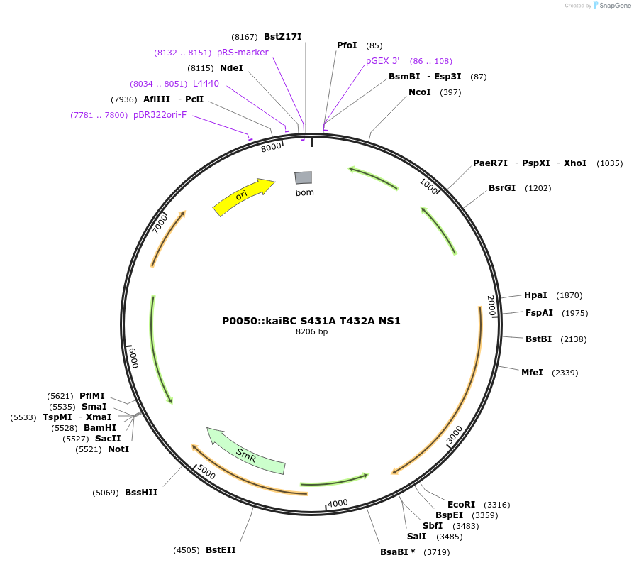 101837-plasmid-map-sequence-id-196988