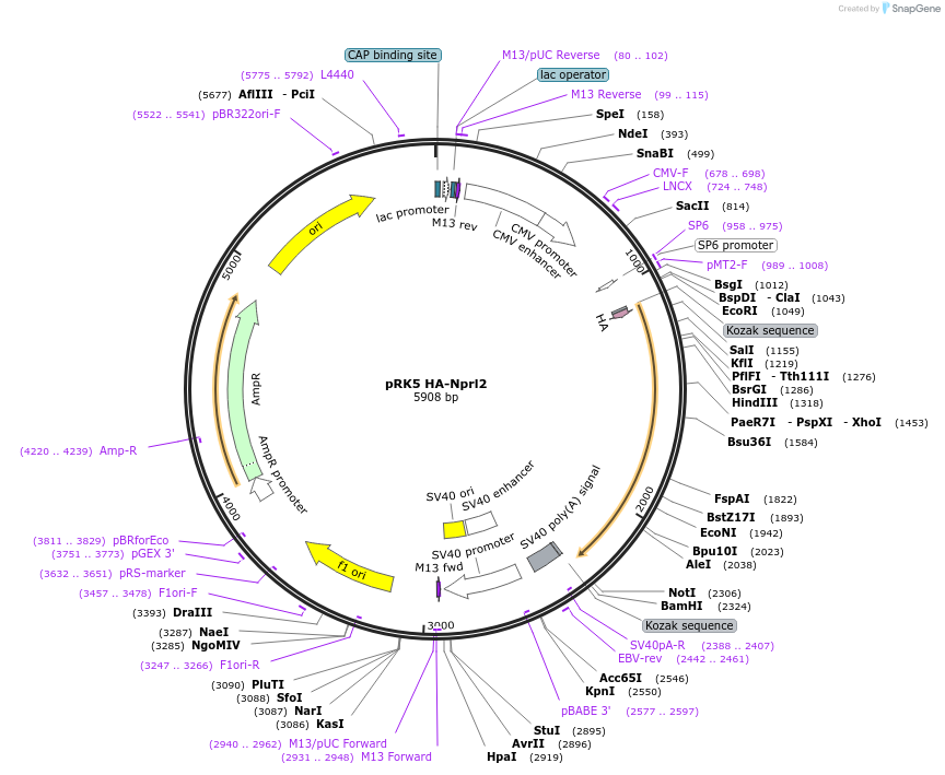 99709-plasmid-map-sequence-id-196989