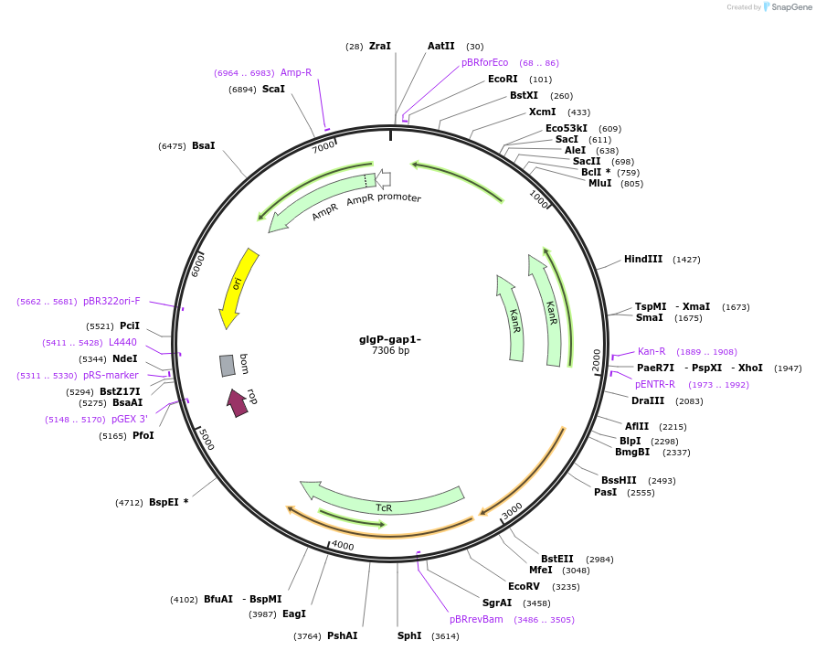 101838-plasmid-map-sequence-id-196991