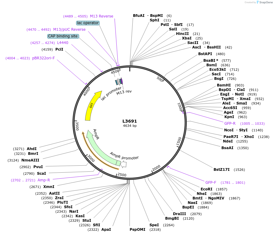1587-plasmid-map-sequence-id-197