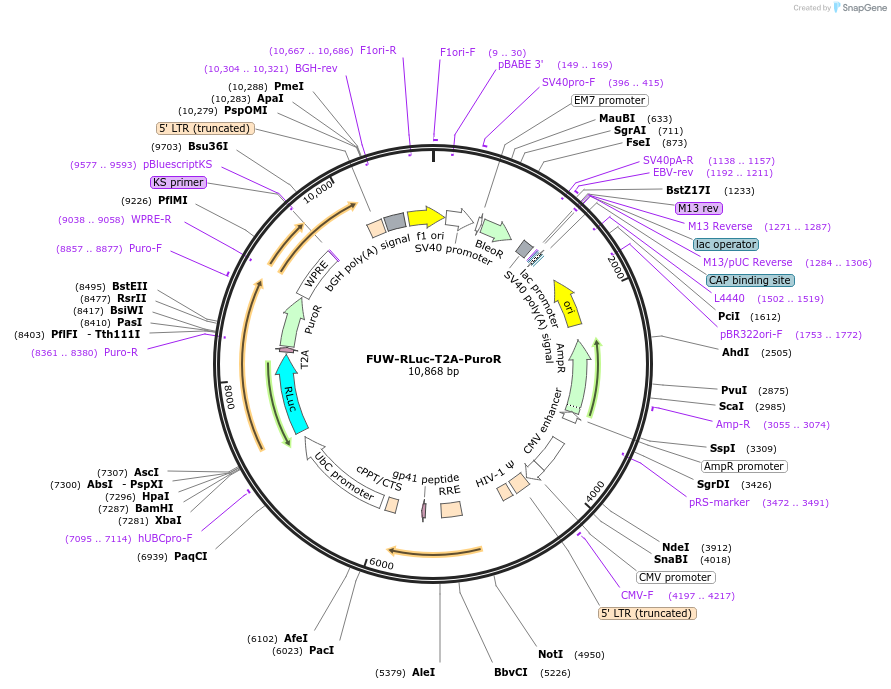 102320-plasmid-map-sequence-id-197000