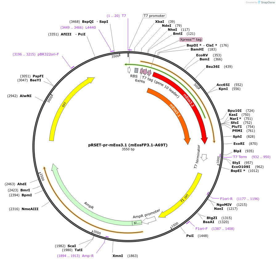 99221-plasmid-map-sequence-id-197017