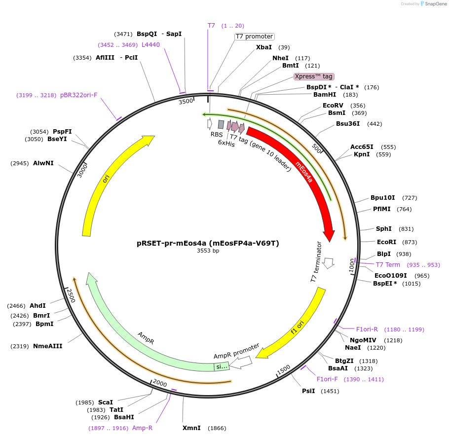 99225-plasmid-map-sequence-id-197018