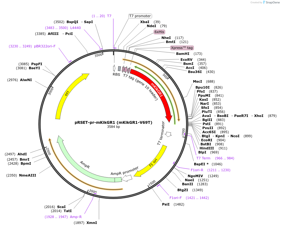 99227-plasmid-map-sequence-id-197020